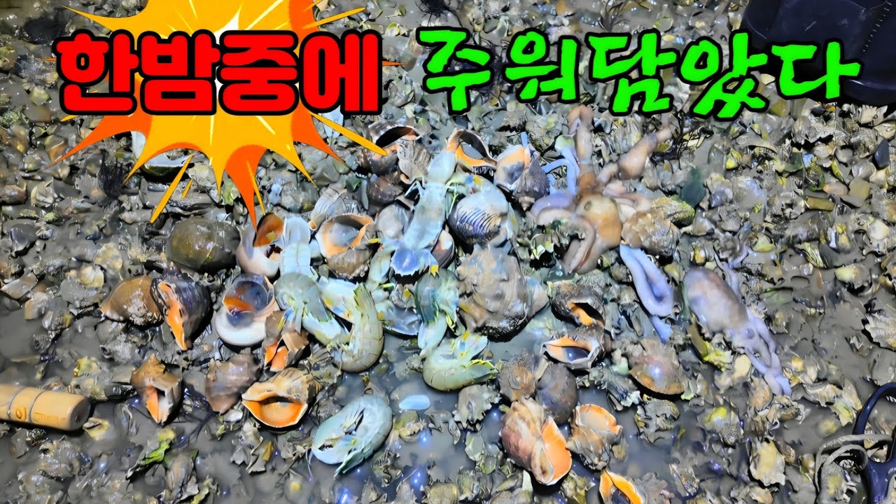막 주워담아도 넘쳐났던 한밤중 해변 진짜 난리났네