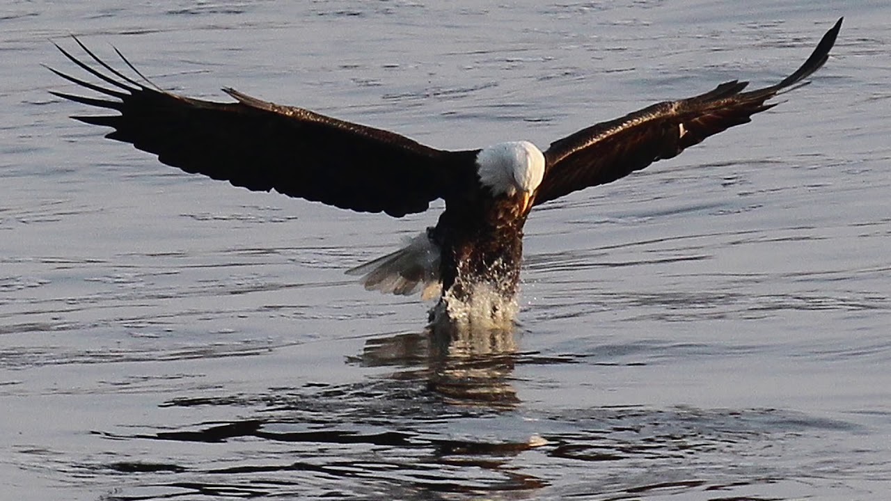 2016 file video: Our region's eagles, through the lens of J.B. Forbes