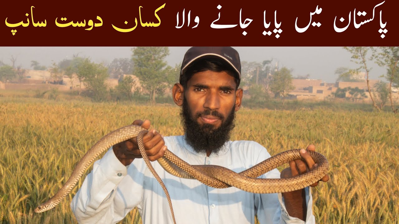 Snakes of Bahawalnagar | Indian rat snake Documentary 