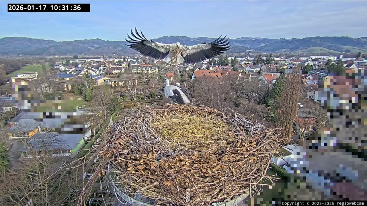 Kirchzarten 17. Jan. 2026, 10:27 Uhr - Edgar und Ulla arbeiten am Nest