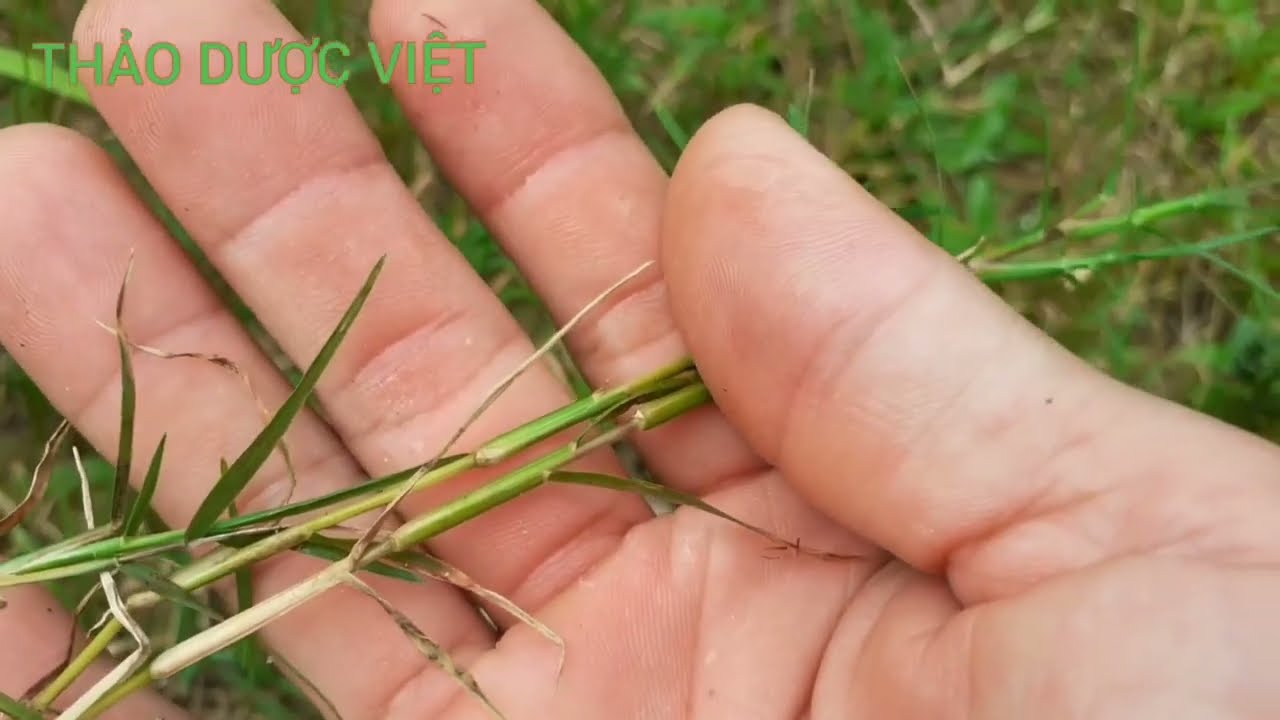 cỏ chỉ, cỏ g&agrave; t&aacute;c dụng hay &iacute;t người biết đến. thaoduocviet