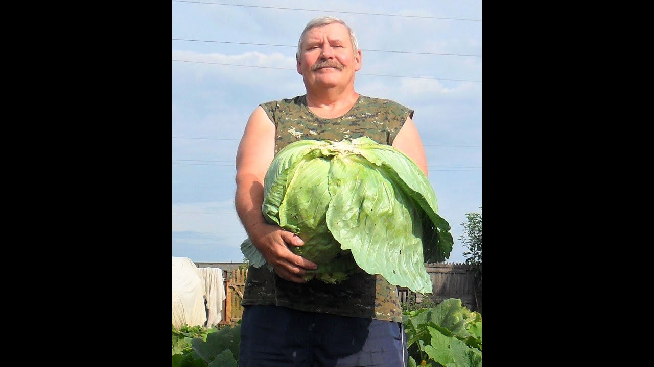 Как выращиваю белокочанную капусту