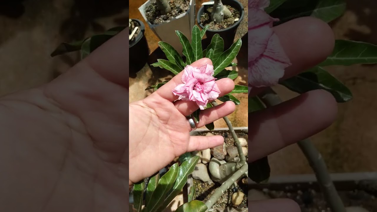 Rosa look pink 