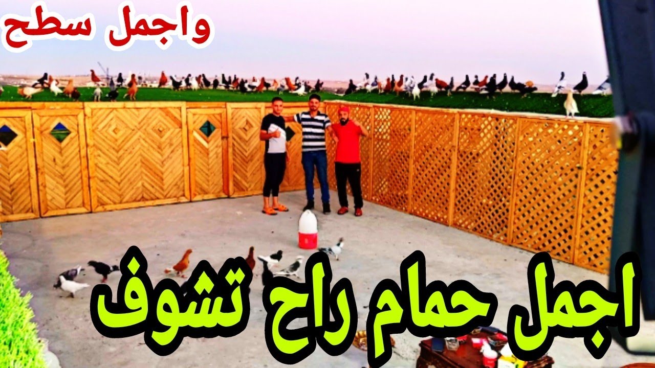 اليوم اروع زيارة عند محمد الشوعاني ومالك العبيدي حمام نخب كله عروق 150 عرق كش نخب وسطح جميل