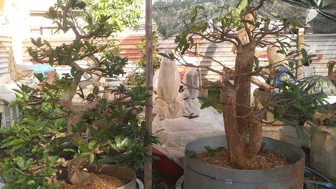 Thay chậu, thay chất trồng cho c&acirc;y mai rất đơn giản / Hữu Mai V&agrave;ng