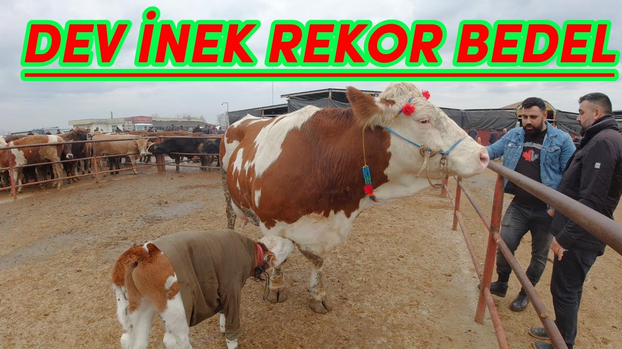 SAKARYA HAYVAN PAZARI 2.BÖLÜM