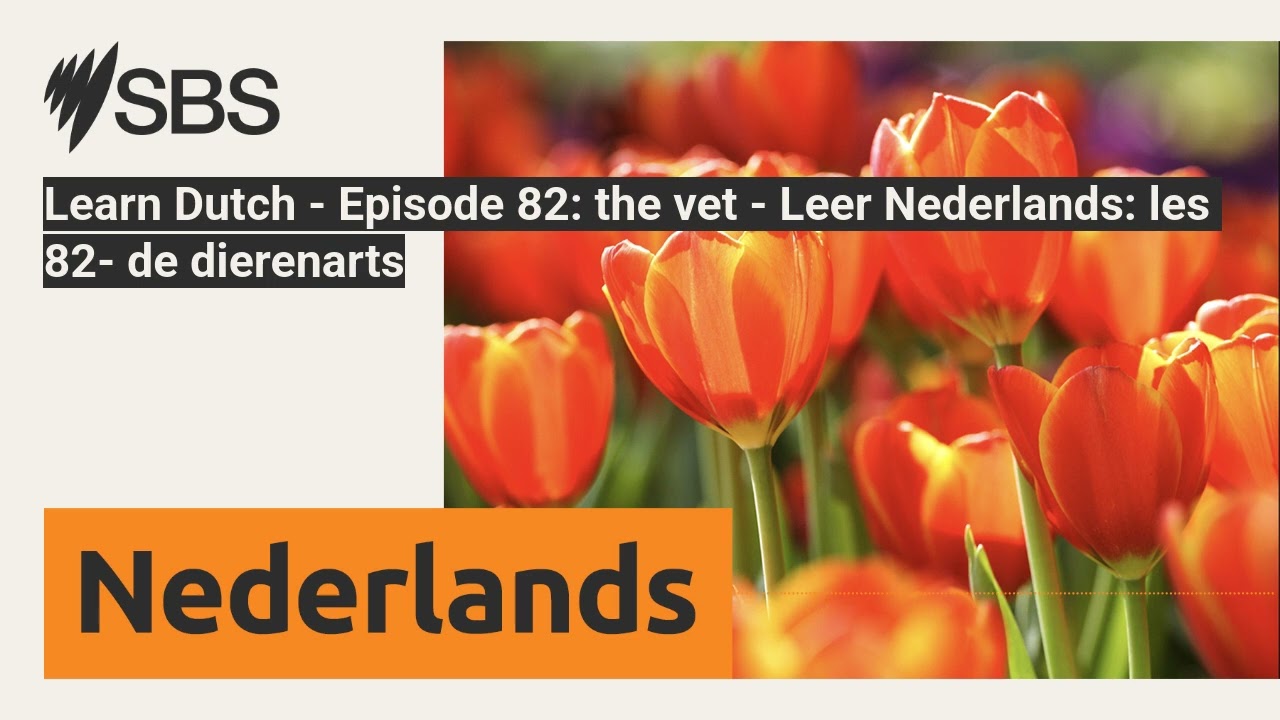 Learn Dutch - Episode 82: the vet - Leer Nederlands: les 82- de dierenarts | SBS Dutch - SBS...