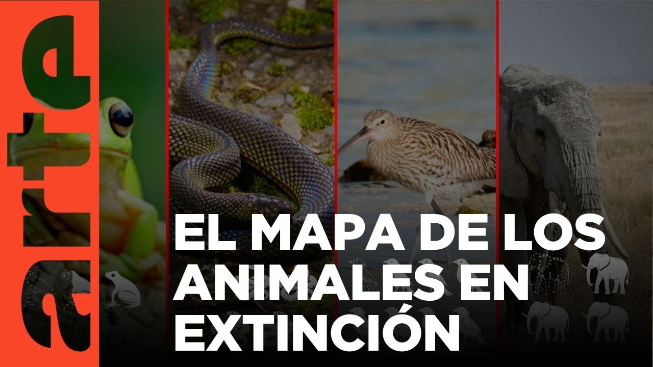 El rev&eacute;s de los mapas: Biodiversidad: SOS animales | ARTE.tv Documentales