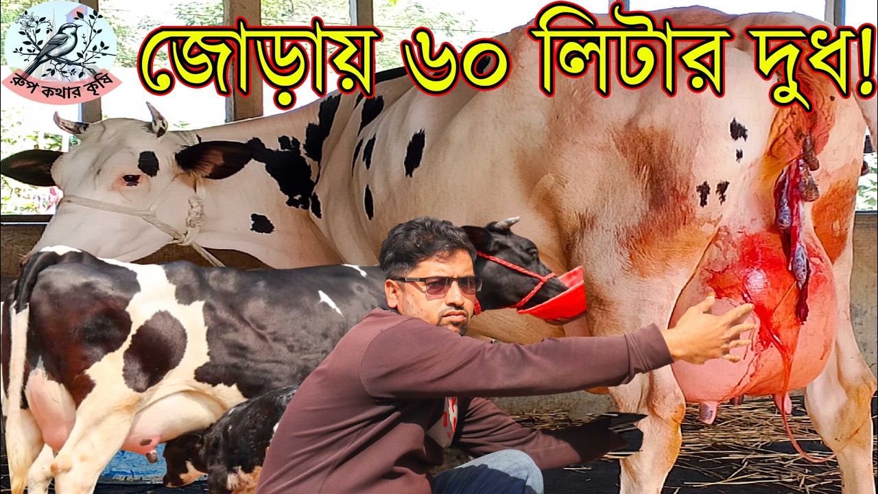 ৩০ লিটার দুধের গাভী জাত মানের গাভী। ৩৫৫ তে ৩০ + দুধের গাভী। জোড়ায় গাড়ি ভাড়া ফ্রি। মাথা নষ্ট কালেকশন।