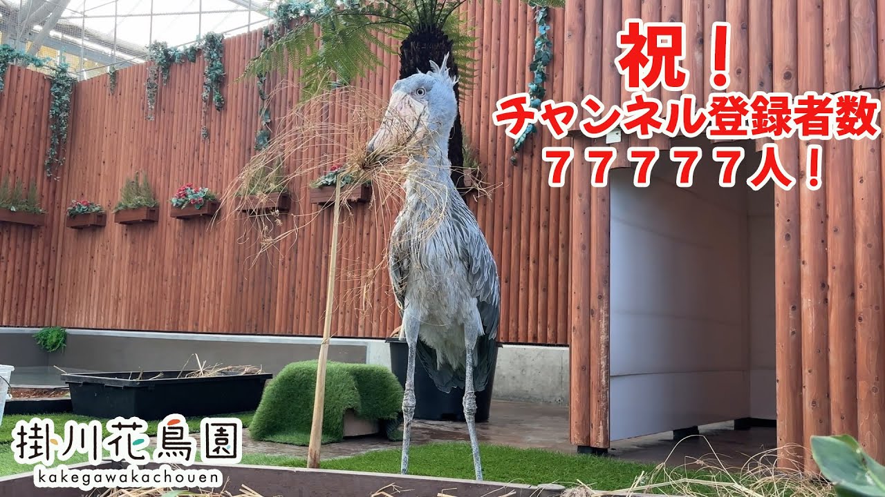 チャンネル登録者数77777人！【掛川花鳥園公式】