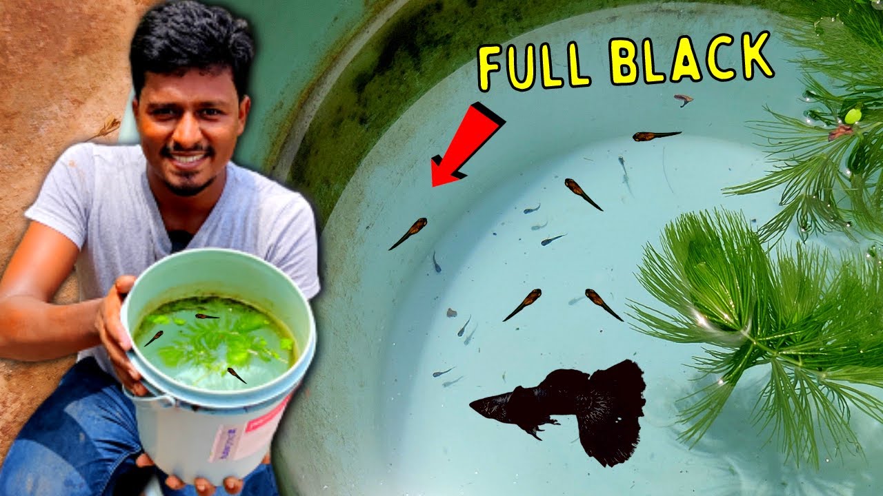 Full Black Imported Guppy Fish குட்டி போட்டுருச்சு! | Full Black Imported Guppy | Vijay Vlogs