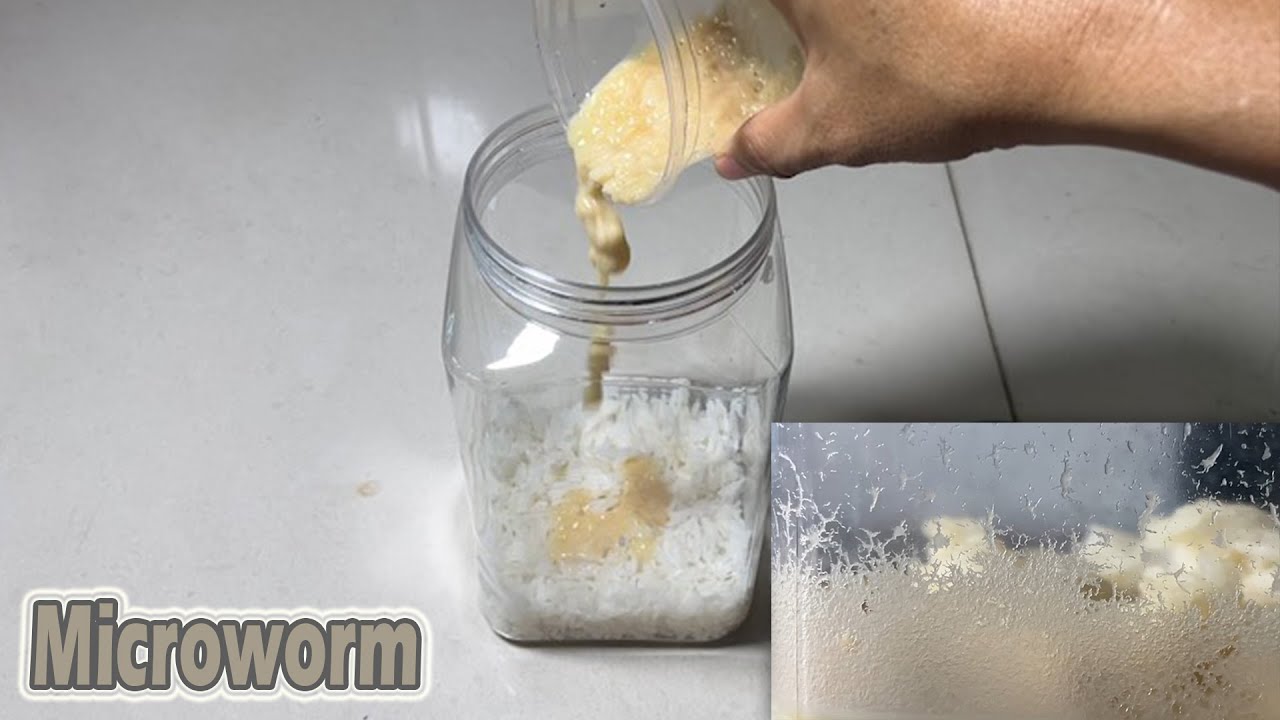 Grow Microworms at Home with Just Rice!