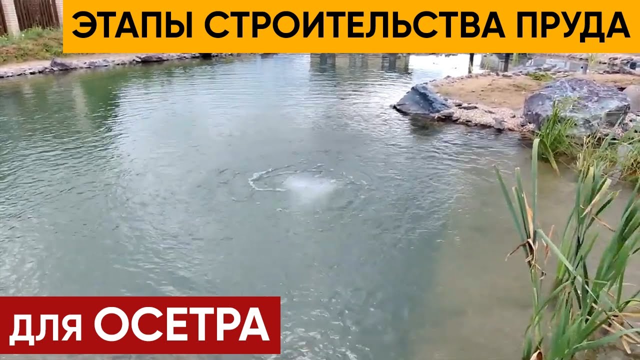 Пруд для Осетра. Этапы Строительства. Прозрачный пруд для Осетра сибирского, Сига и Линя.