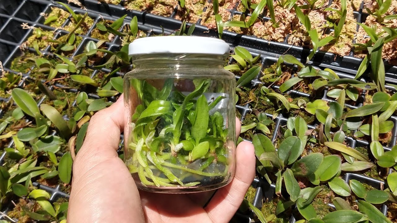 COMO ABRIR FRASCOS DE ORQUÍDEAS - COMO PLANTAR