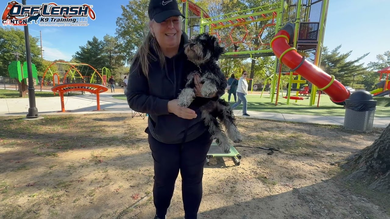 Coco | 6 Month Old Mini Schnauzer | 2 Week Board and Train | Canton, Ohio