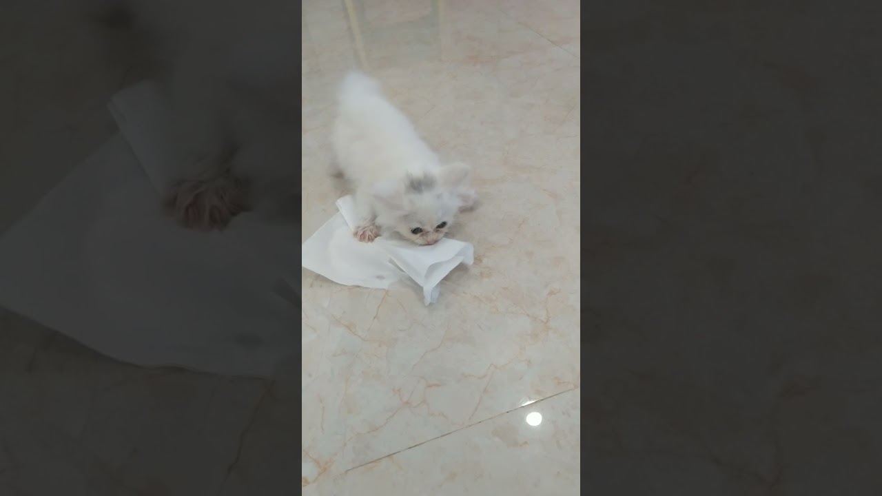 Kucing mengalami kejang-kejang sampai