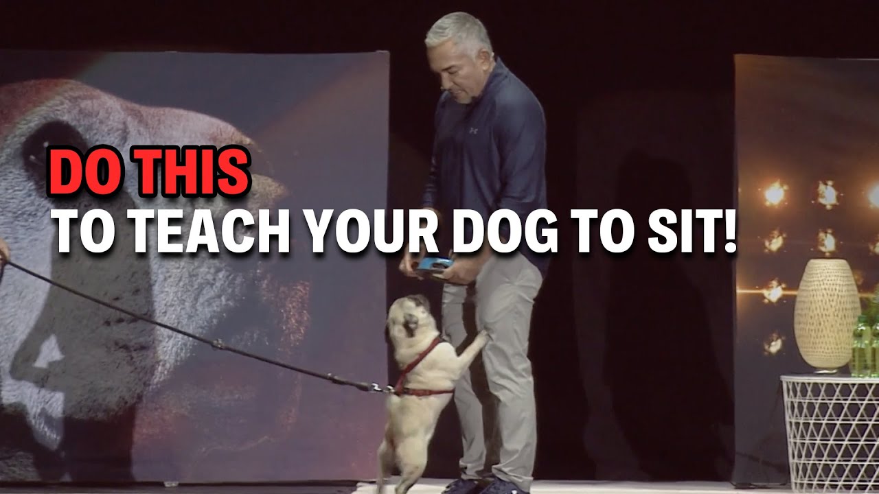 How To Teach ‘Sit’ Like A Pro -- No More Begging! | Live Dog Demos