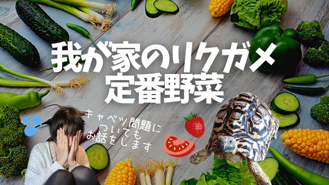 【リクガメ】20年間あげてきた野菜について詳しく解説/ヒョウモンガメ