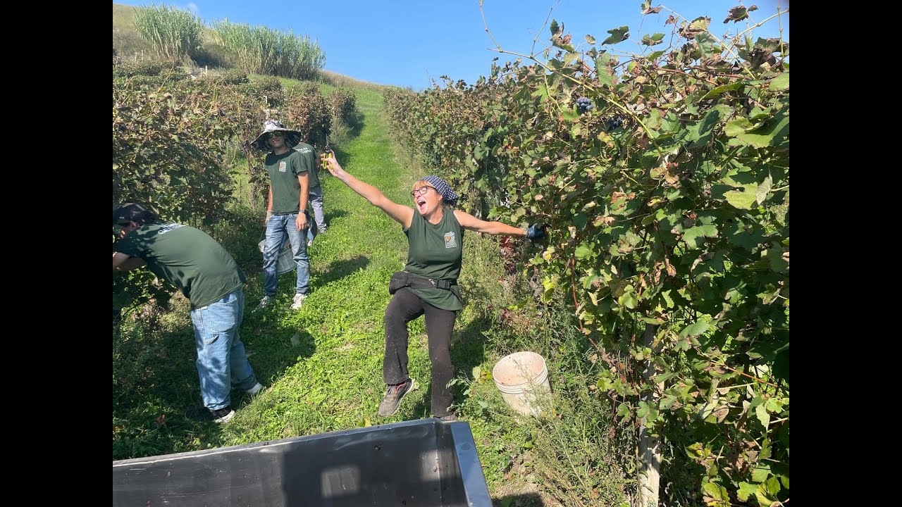 Tenuta Genevrina - Vendemmia 2025