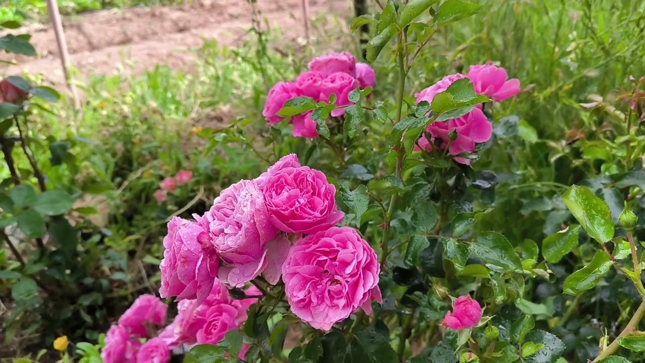 Dinlenme zamanı (Konya, Sulutas)