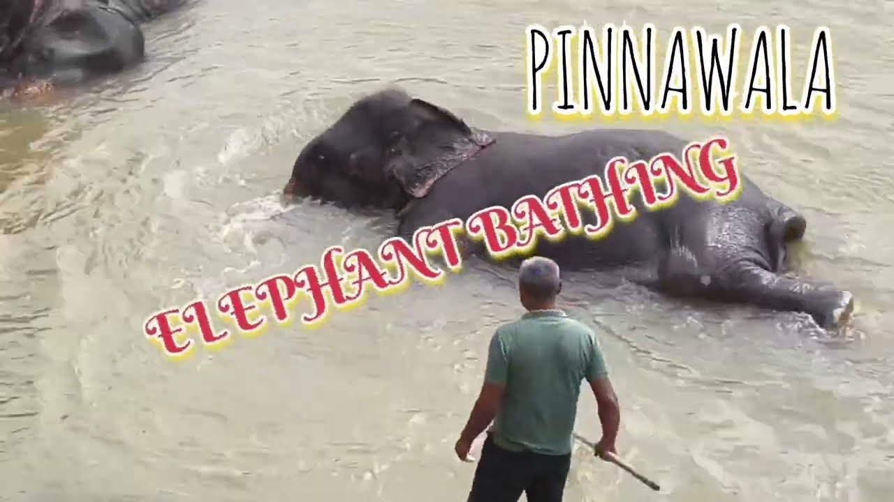 EXPLORING WILDLIFE|HEART CATCHING MOMENTS|GIGANTIC ASIAN ELEPHANTS ENJOY BATHING IN MAHA OYA RIVER