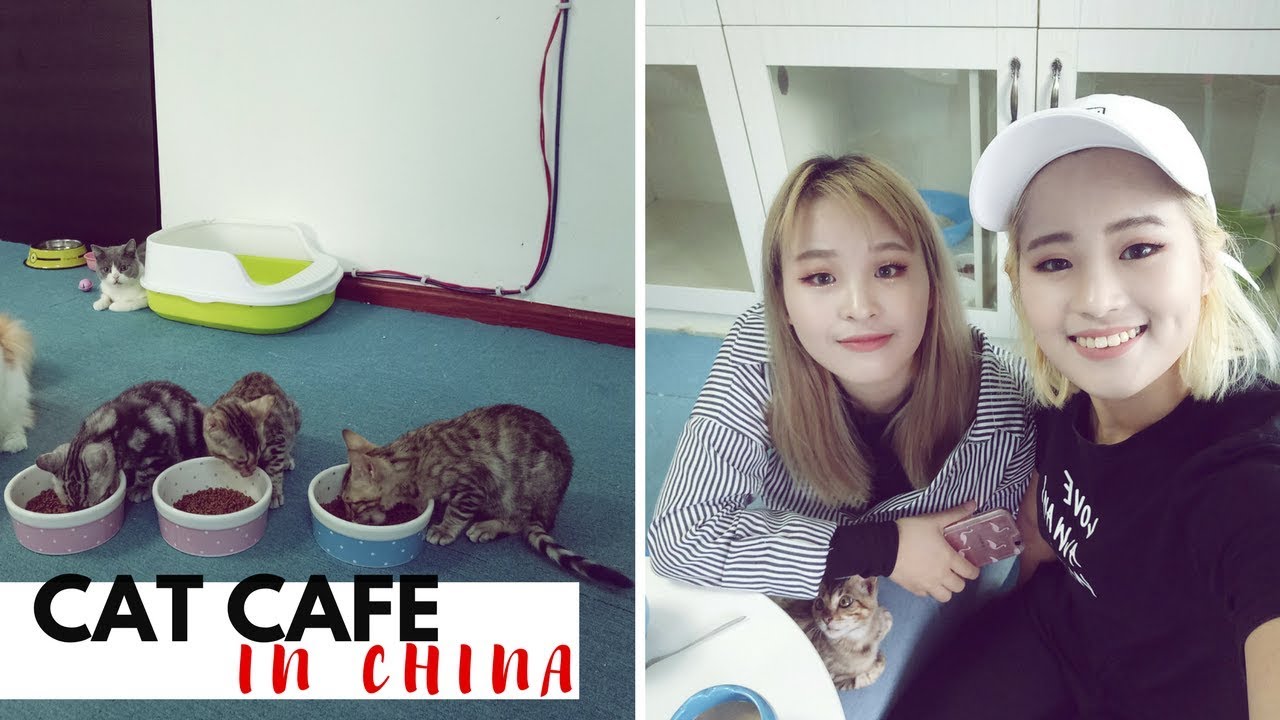 Life in China: Are we FILIPINO??? (Cat cafe in China)