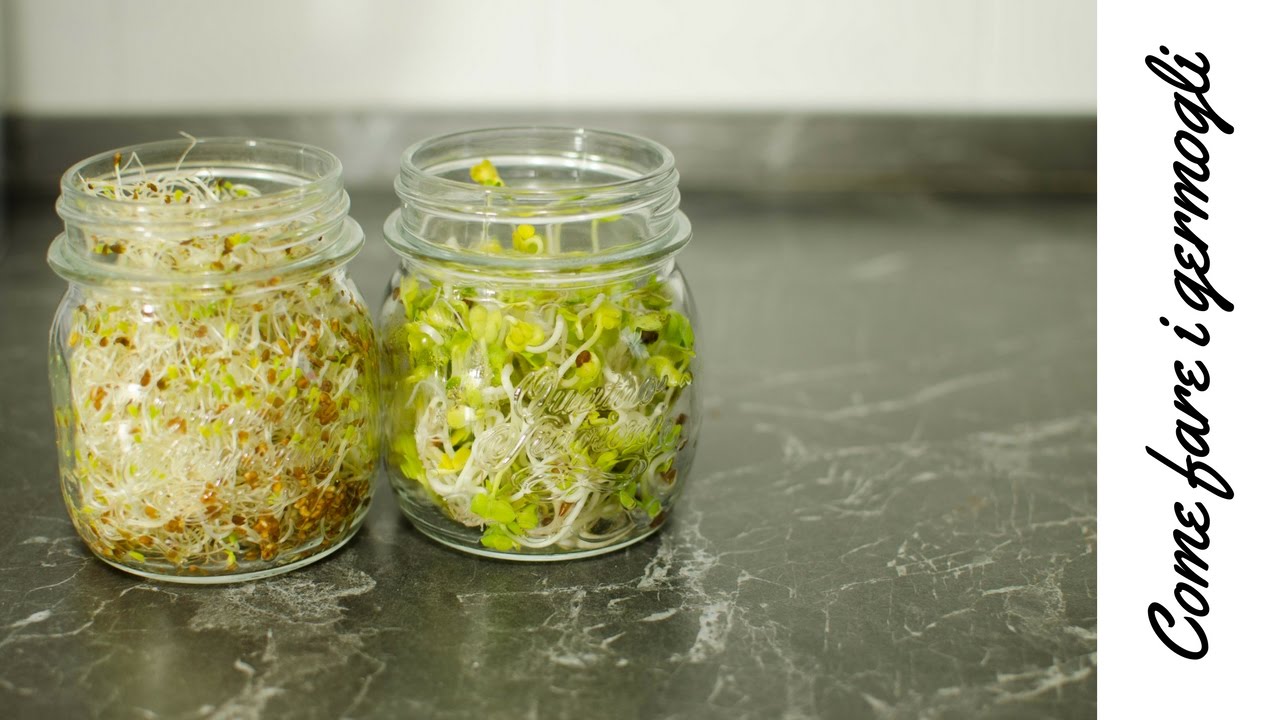 Come fare i germogli senza germogliatore | HOW to make