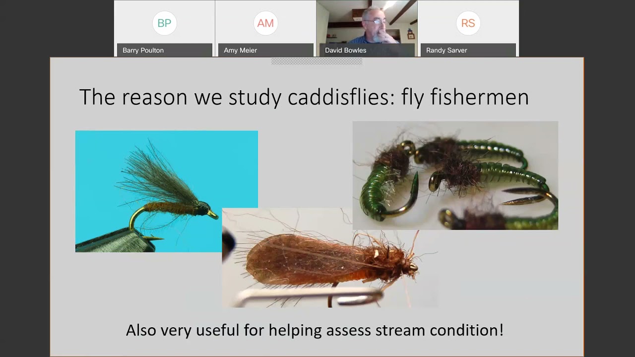 Introduction to EPTs - Trichoptera (Caddisflies)