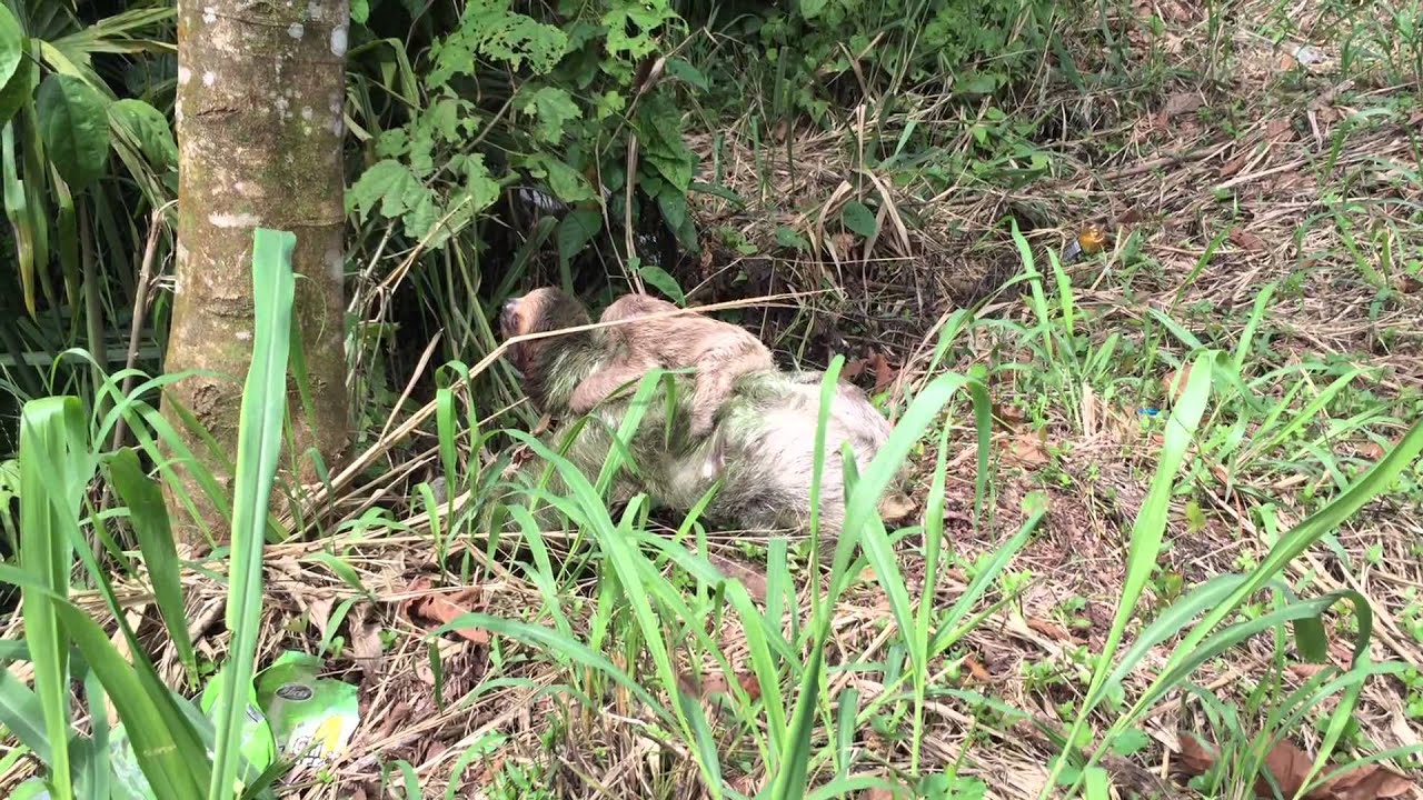 Sloth with Baby, Crossing Road in Costa Rica