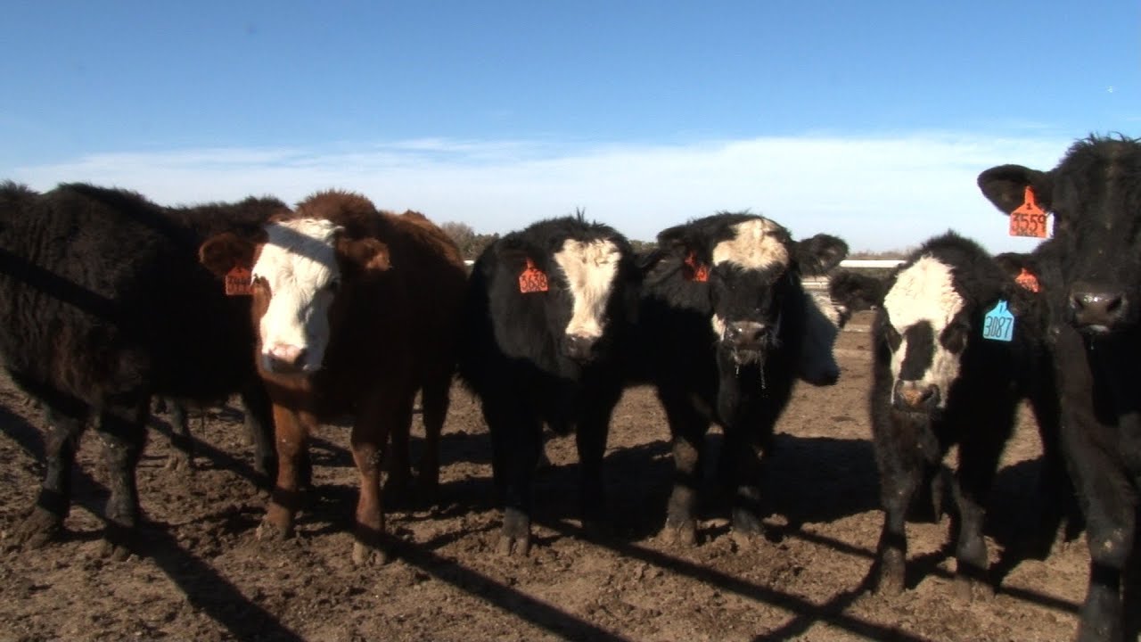 Early Weaning Calves