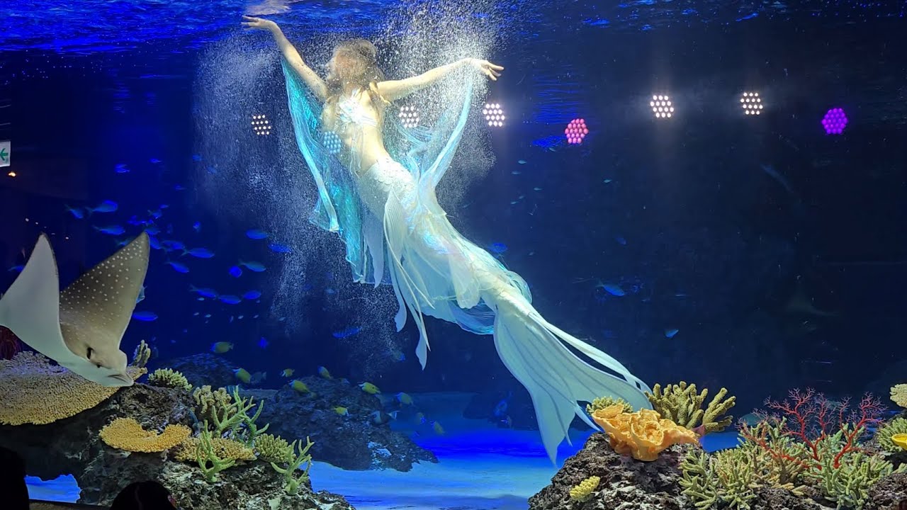 250505 광교아쿠아플라넷-머메이드쇼🧜‍♀️🧜‍♀️🧜‍♀️
