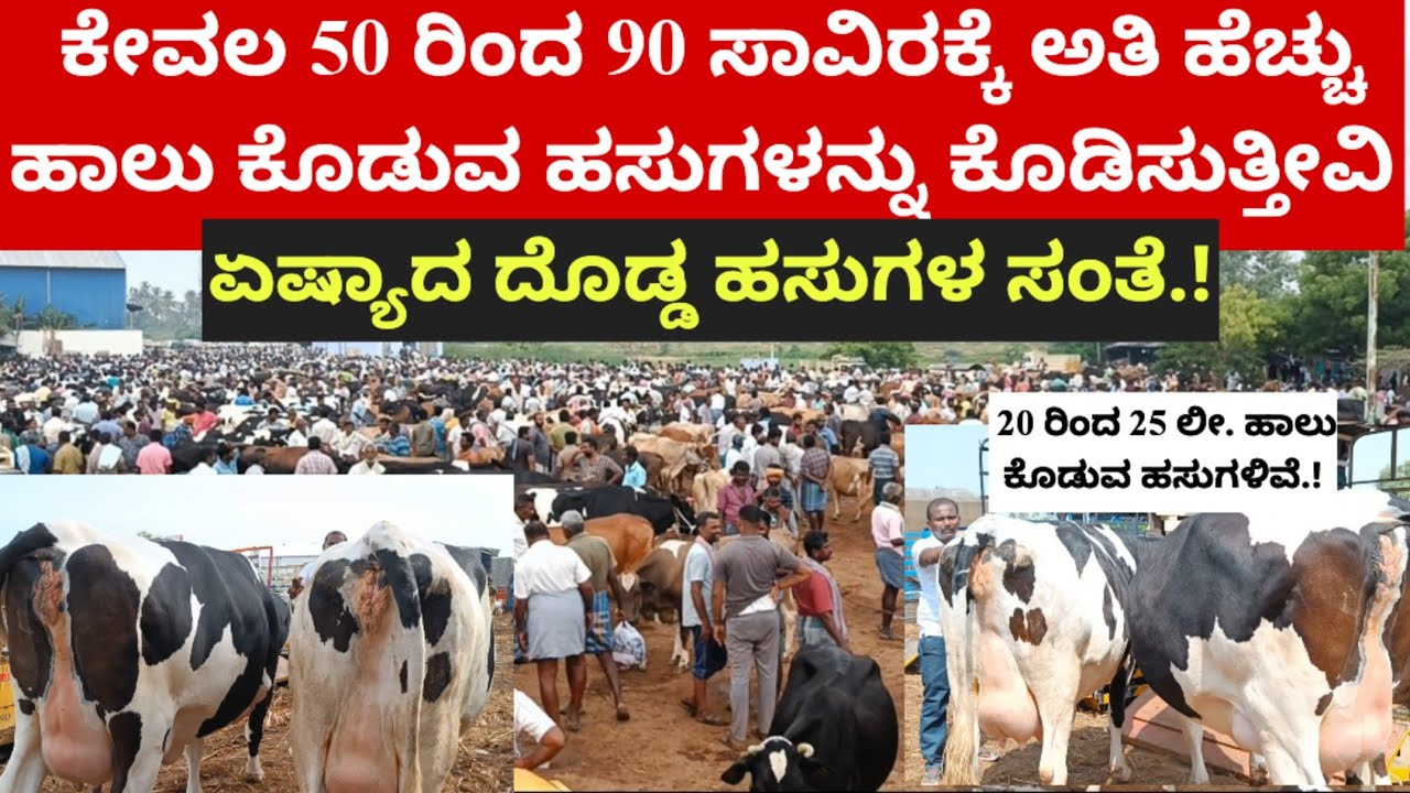 ಏಷ್ಯಾದ ದೊಡ್ಡ ಹಸುಗಳ ಸಂತೆ.! ದಿನಕ್ಕೆ 40 ರಿಂದ 45 ಲೀ. ಹಾಲು ಕೊಡುವ ಹಸುಗಳನ್ನು ಅತಿ ಕಡಿಮೆ ಬೆಲೆಗೆ ಕೊಡಿಸುತ್ತೀವಿ.