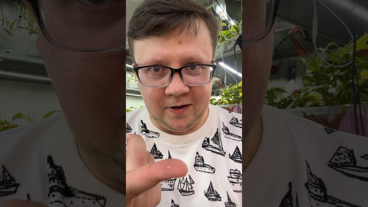 Дегустация #shortvideo #москва #zoolife #цветыдлядома #цветы #непентес #дегустация #нектар #хищник