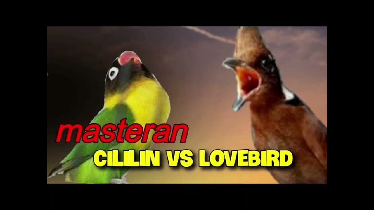 MASTERAN CILILIN SAMBUNG LOVEBIRD 