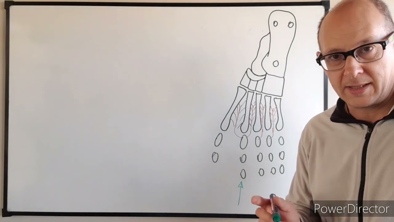 Teórico N° 15 Miología del miembro inferior  músculos del pie  Dr  Luciano Esborrat