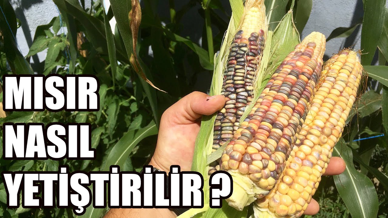 Tohumdan Mısır Yetiştirme | Mısır Nasıl Yetiştirilir ?