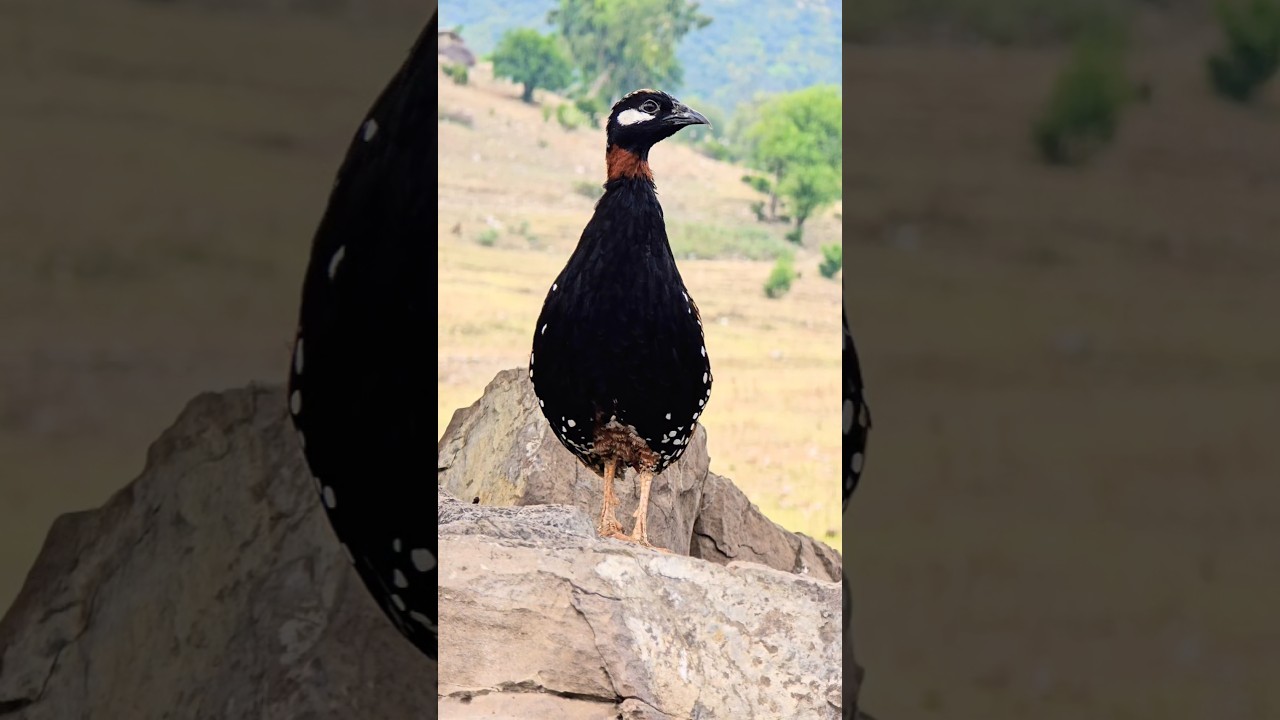 Wow 👌 Black Francolin Voice | #kalateetar #teetarawaz #birdslover