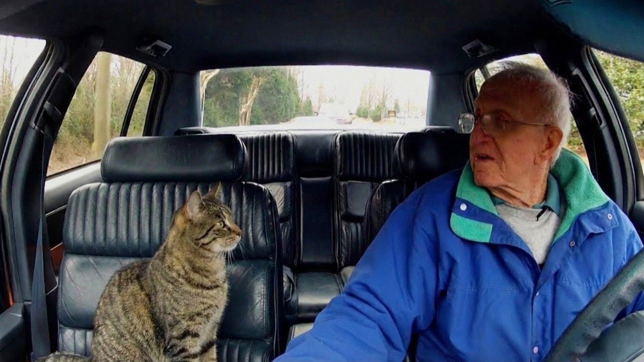 When your CAT knows he has 200 IQ 😲 Funniest Cat Ever!