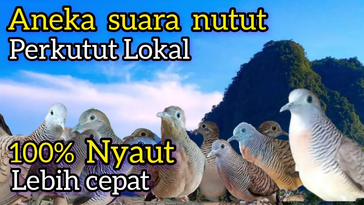 ANEKA MACAM SUARA NUTUT/NDUDUK perkutut Lokal 100% nyaut lebih cepat.