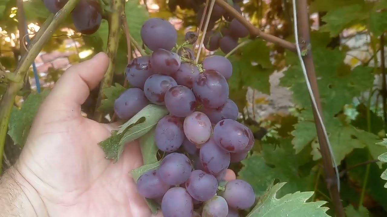 Nizina visoka rodnost (bogatstvo drugog roda)