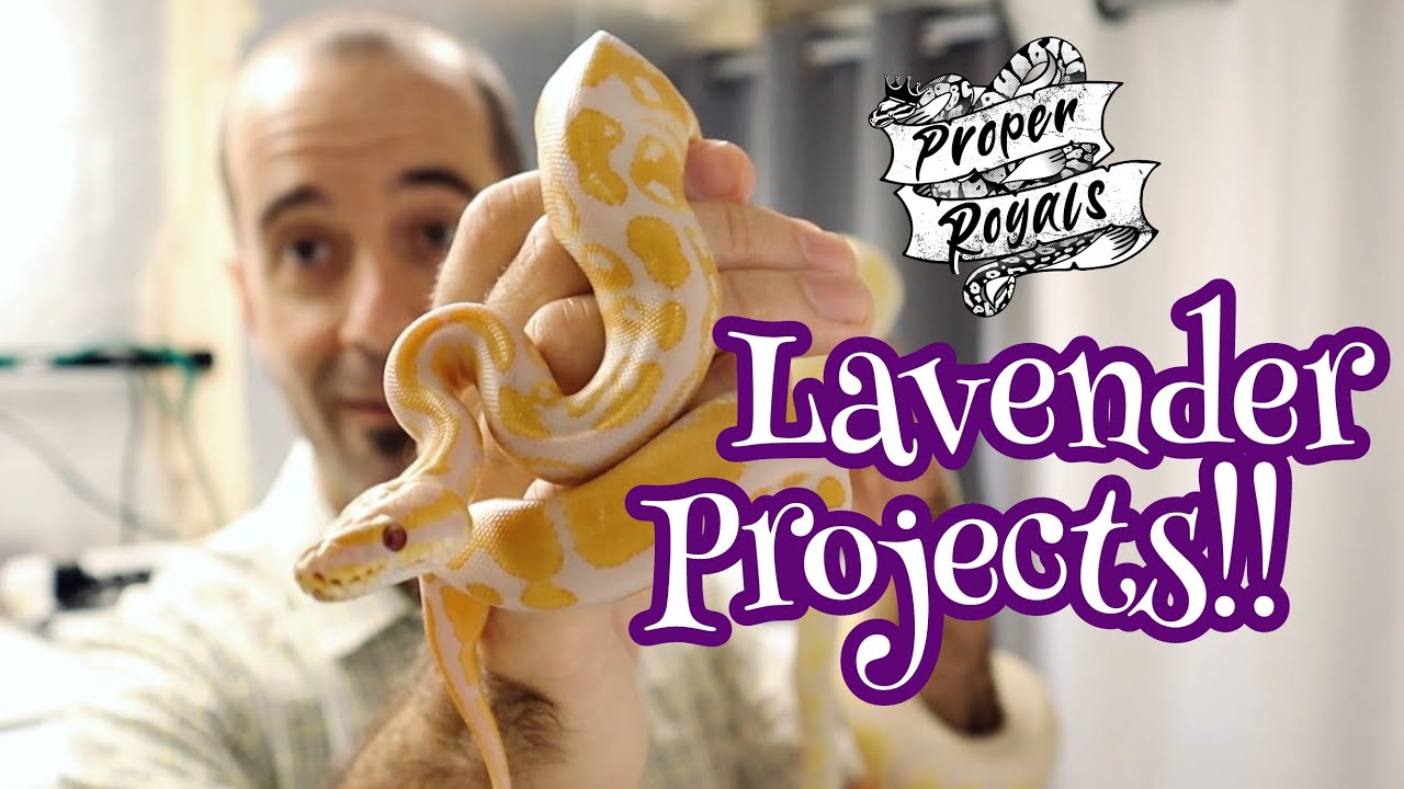 Lavender Albino Ball Python Breeding Plans - Dreamsicles and beyond!