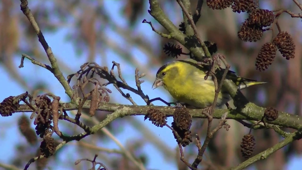 Sijs (Siskin)