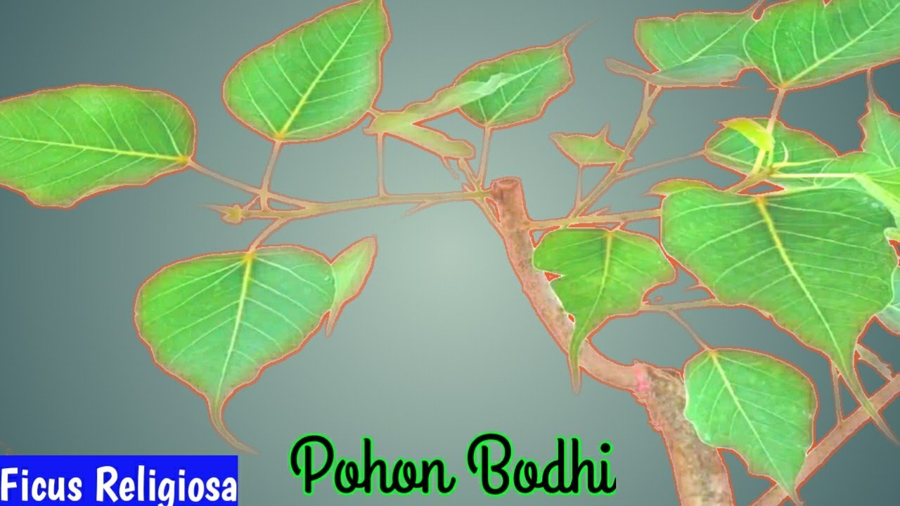 Cara Benar Stek Pohon Bodhi || Ficus Religiosa