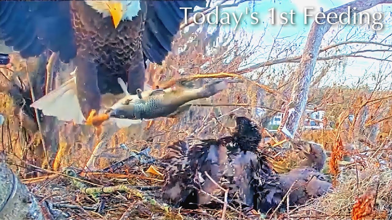#263🦅🐥39°🐥34°／Winter Park Eagle Nest 2026／Against All Odds:One-Eyed Mom／Wink💗Atlas