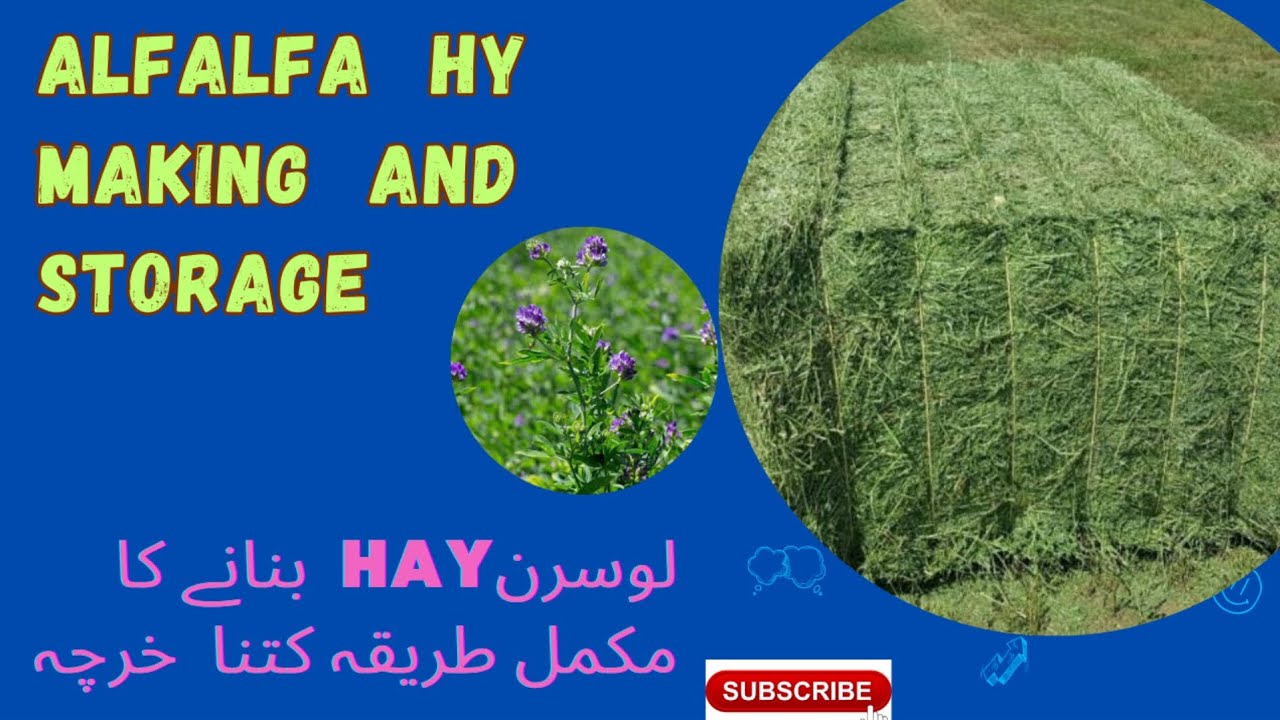 How to make hay | Lucern hay | Alfalfa hay making procedure | storage of hay