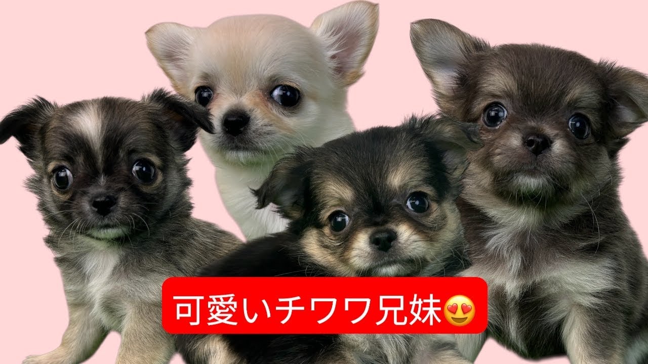 	9/30生まれのチワワベビー4兄妹！仲良しすぎる遊びタイム🐶💗