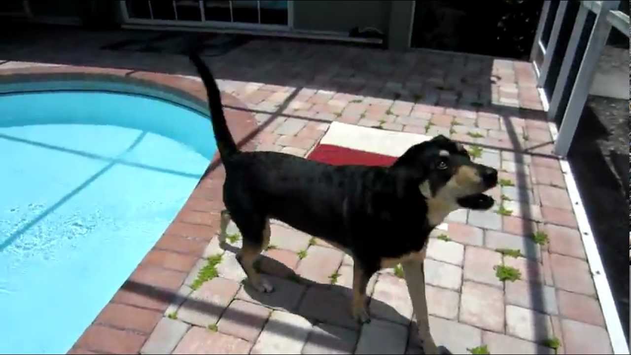 Dog Falls In Pool!