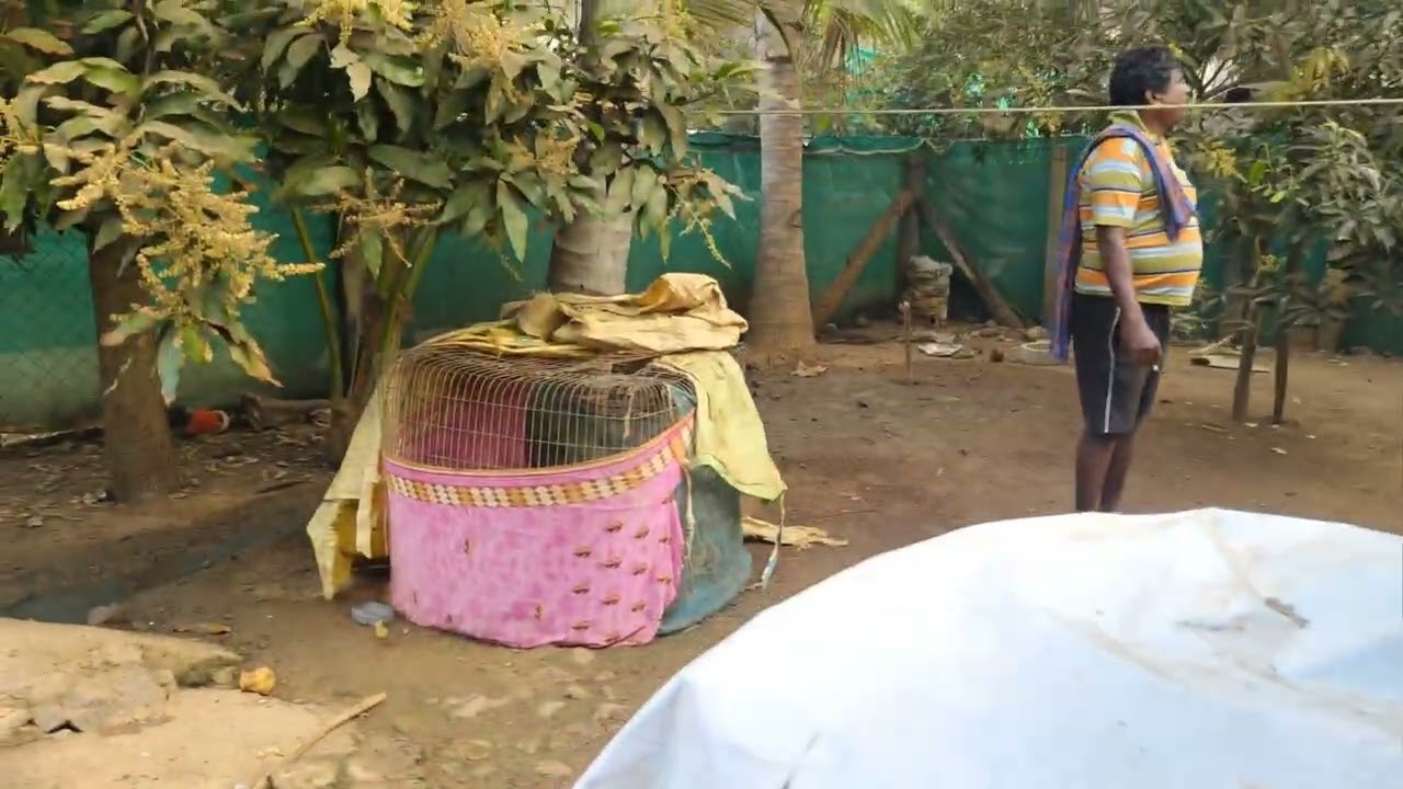 మంచి పెట్టలు మొన్న పండక్కి కొట్టింది లక్షకి రాజు గారి పుంజు 