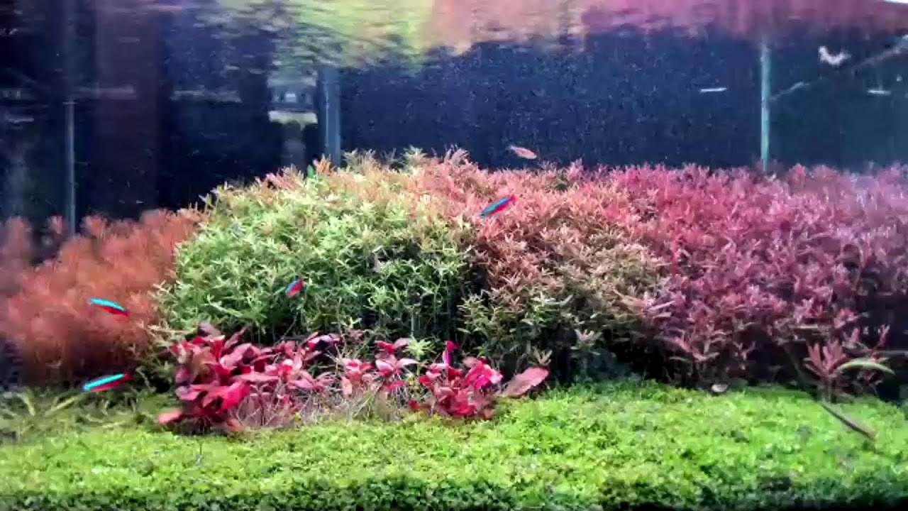 Live Aquarium Dutch Style | Santai Sambil Lihat Tanaman Indah