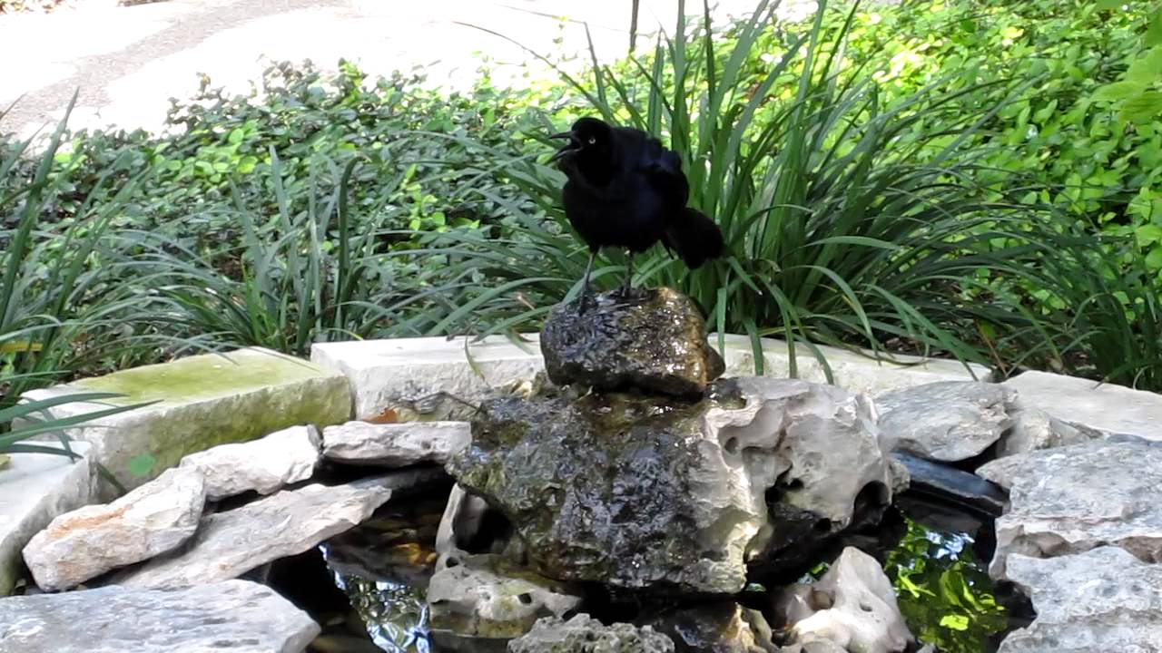 Grackle Bird Call